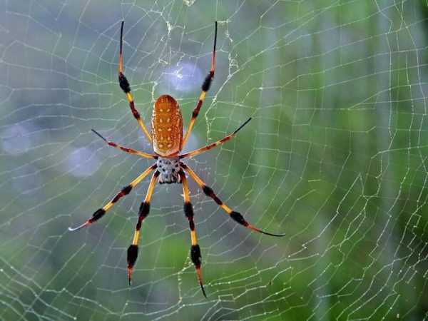 Mơ thấy con nhện bạn nên đánh con số gì?
