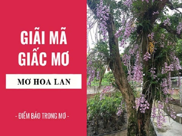 nằm mơ thấy hoa lan