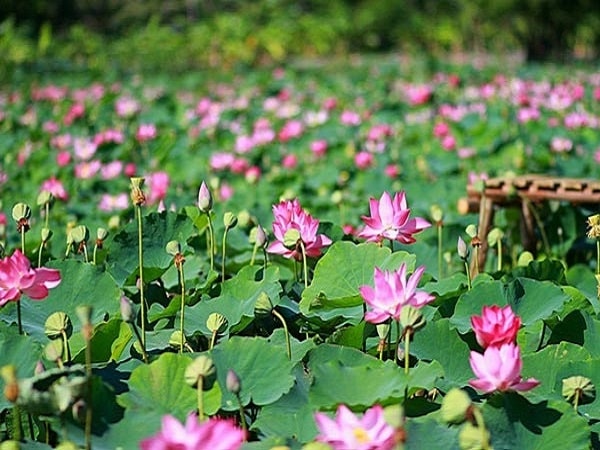 nằm mơ thấy hoa sen