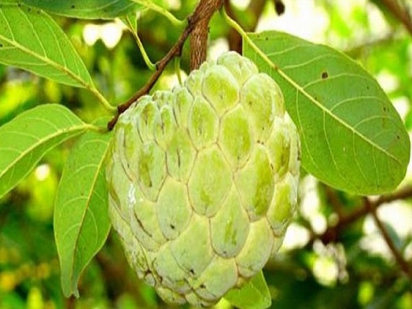 nằm mơ thấy quả na