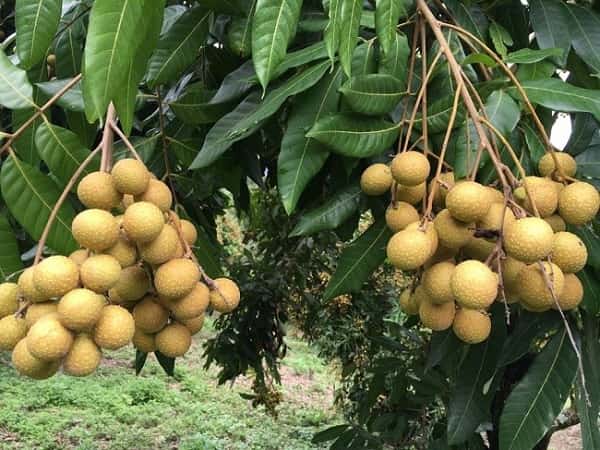 nằm mơ thấy quả nhãn