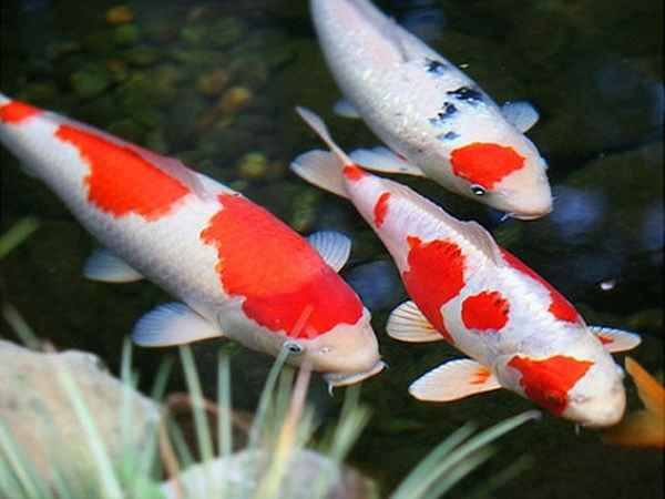 Giải mã giấc mơ thấy cá