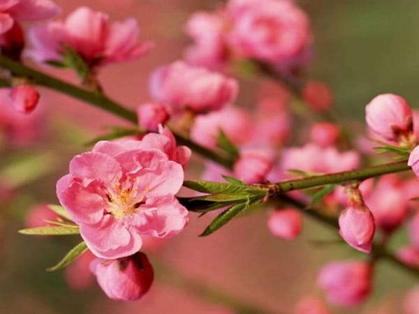 Mơ thấy hoa đào con gì tài lộc