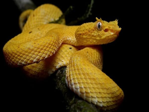 Giải mã giấc mơ thấy rắn vằng