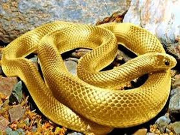 Nằm mơ thấy rắn vàng