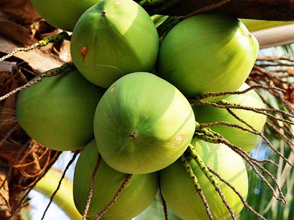 Nằm mơ thấy quả dừa đánh con gì có ý nghĩa gì trong cuộc sống