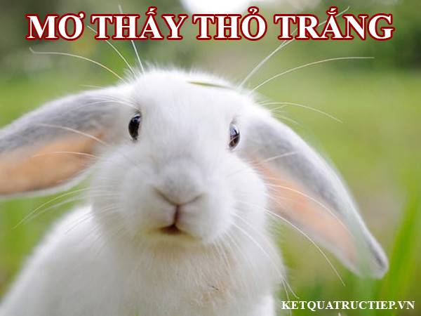 Mơ thấy thỏ trắng