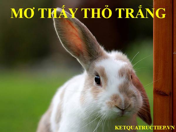 Mơ thấy thỏ trắng đánh con gì