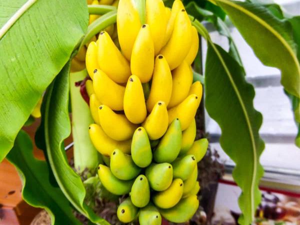 Mơ thấy câu chuối là điềm báo gì