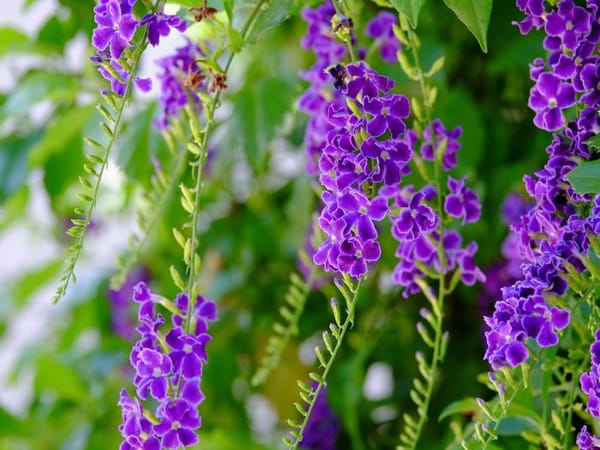 Mơ thấy hoa màu tím chọn số mấy để gặp may