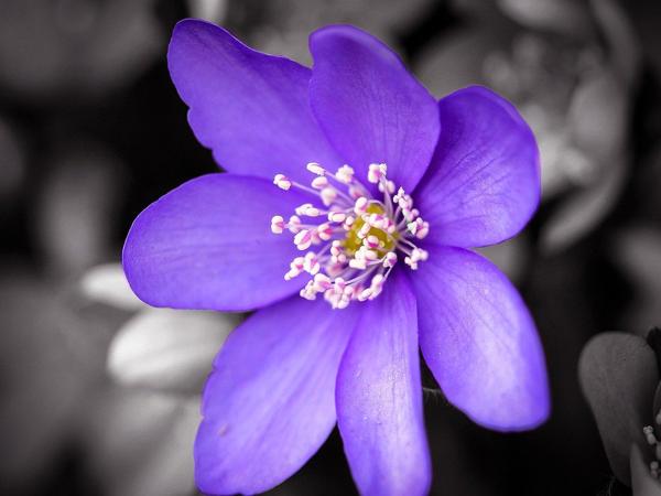 Mơ thấy hoa màu Tím là điềm báo gì