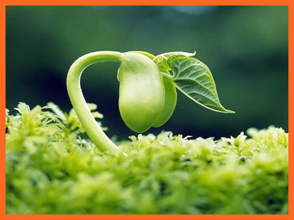 Ngủ mơ thấy hạt đậu xanh nảy mầm