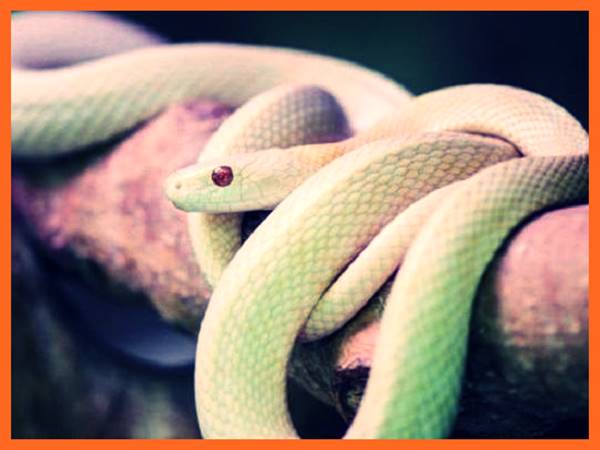 Nằm mơ thấy rắn trắng đánh con gì báo điềm gì