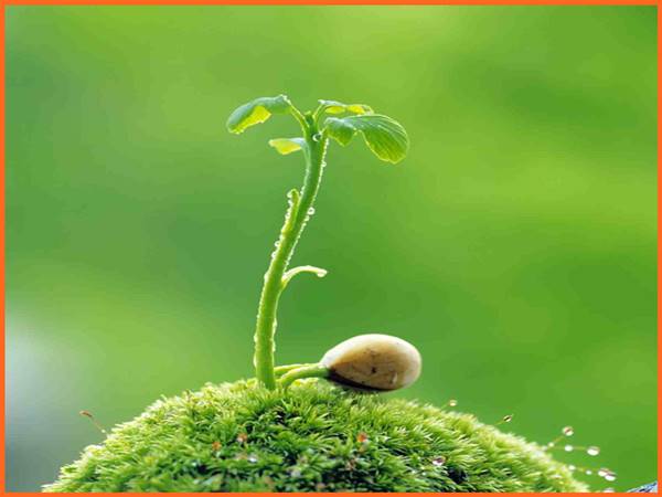 Mơ thấy hạt đậu xanh đánh con gì