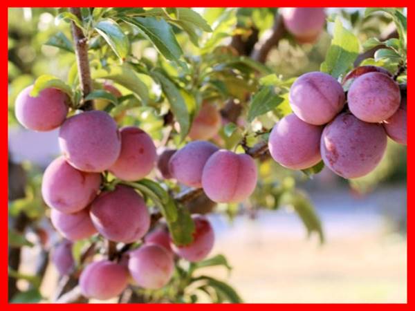 Ngủ mơ thấy thu hoạch trái cây