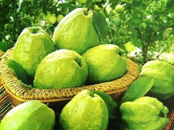 Mơ thấy quả ổi chọn số nào trúng lớn