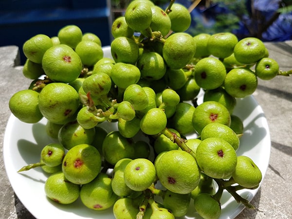 Nằm mơ thấy quả sung đánh con gì dễ trúng có điềm báo gì