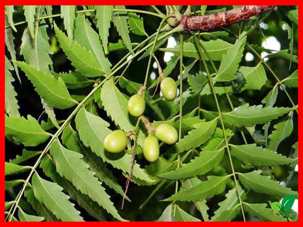 Mơ thấy trái xoan đánh con gì? Điềm báo ý nghĩa giấc mơ