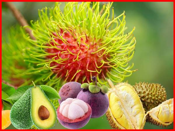 Ngủ mơ thấy thu hoạch trái cây