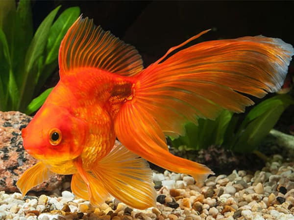 Mơ thấy cá vàng là điềm báo gì