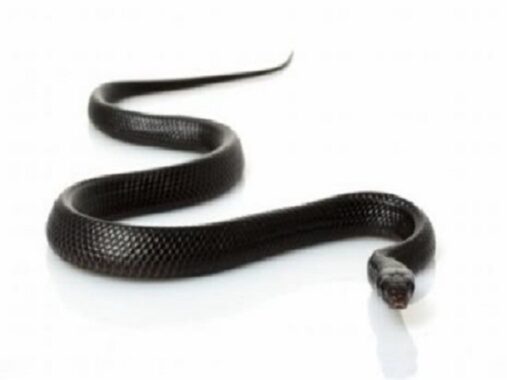 Nằm mơ thấy rắn đen đánh con gì? Điềm báo giấc mơ