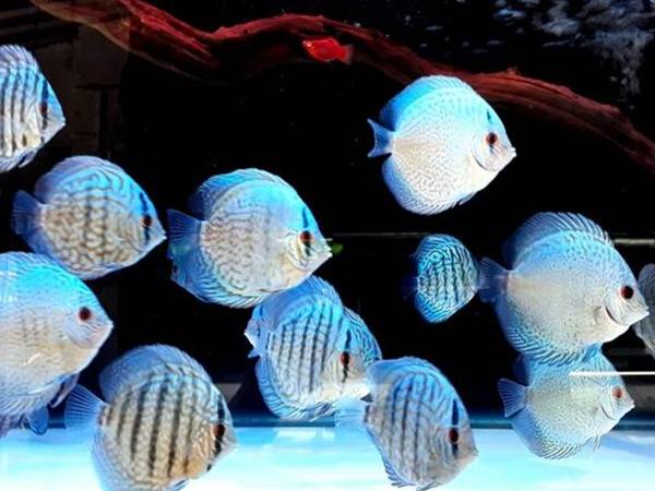 Nằm mơ thấy cá cảnh đánh con gì? Giải mã giấc mơ thấy cá cảnh