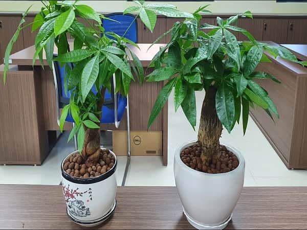 Cây kim ngân là cây hợp với mệnh hỏa