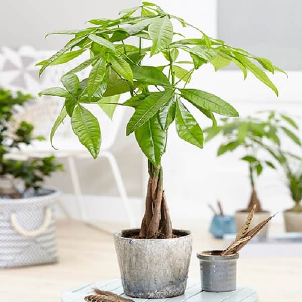 Cây kim ngân là câu trả lời mệnh mộc hợp cây gì