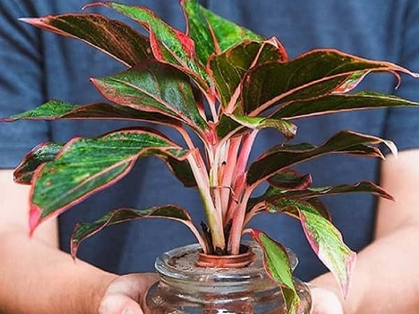 Cây Phú Quý là cây hợp với mệnh hỏa