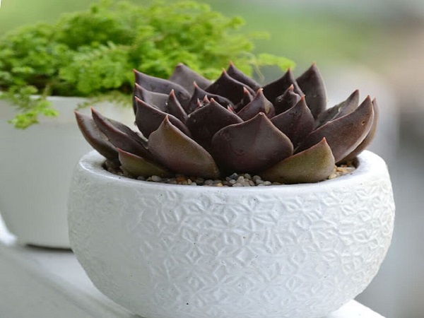 Cây Sen Đá Nâu hợp mệnh Thổ