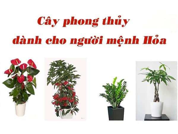 Mệnh hỏa hợp cây gì?