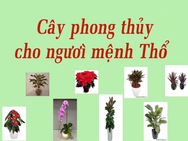 Mệnh Thổ hợp cây gì?