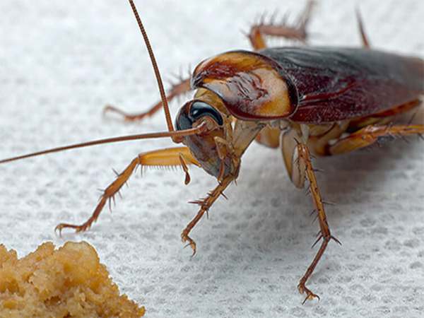 mơ thấy con gián (1)