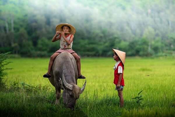 mơ thấy con trâu