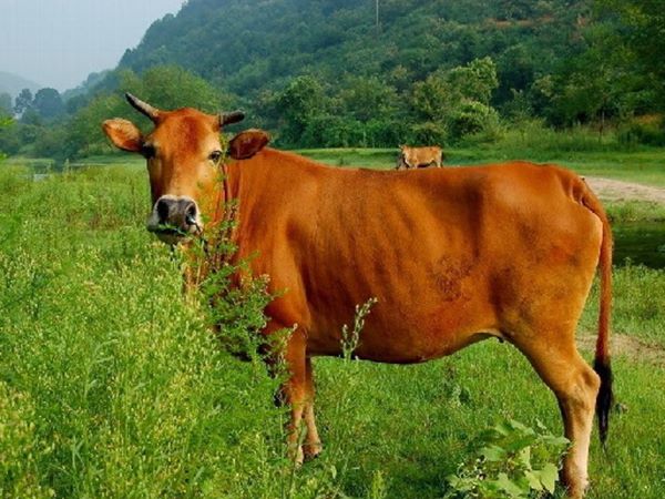 Mơ thấy bò đánh con gì trúng lớn? Là điềm báo như nào?