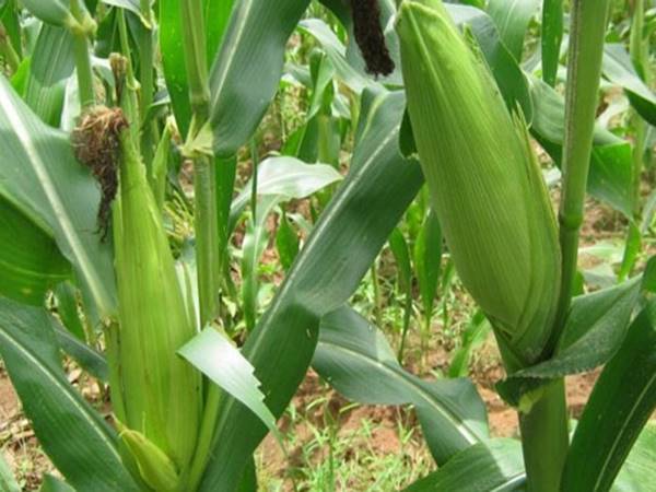 Nằm mơ thấy cây ngô tham khảo ngay cặp số mấy?