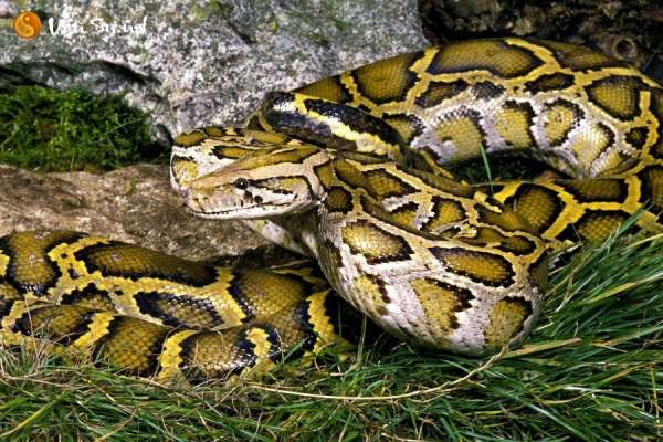 Giải mã bí ẩn giấc mơ thấy con trăn