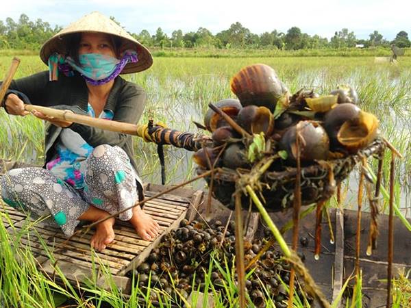 Mơ thấy bắt ốc đánh con gì, báo mộng điềm đen hay đỏ?