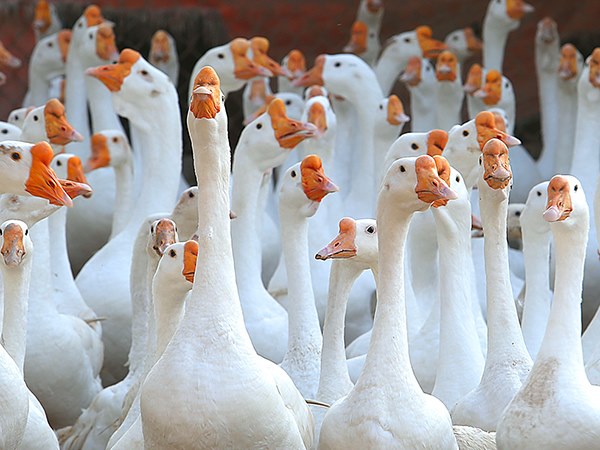 Đi đường thấy con ngỗng đánh số mấy đắc tài đắc lộc?