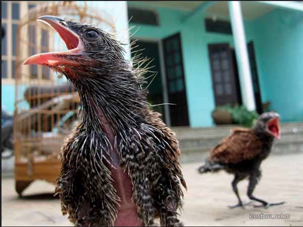 Ý nghĩa của việc nhìn thấy bắt chim