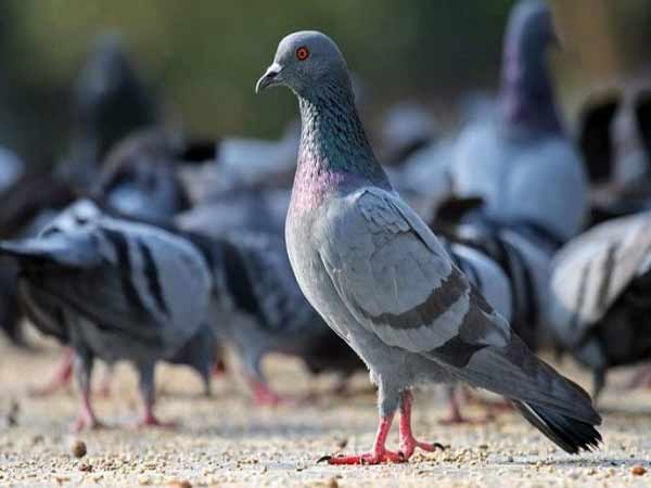 Ý nghĩa của việc nhìn thấy bồ câu