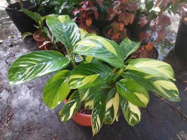 Tổng quan về cây đuôi công Cây đuôi công hợp mệnh gì?