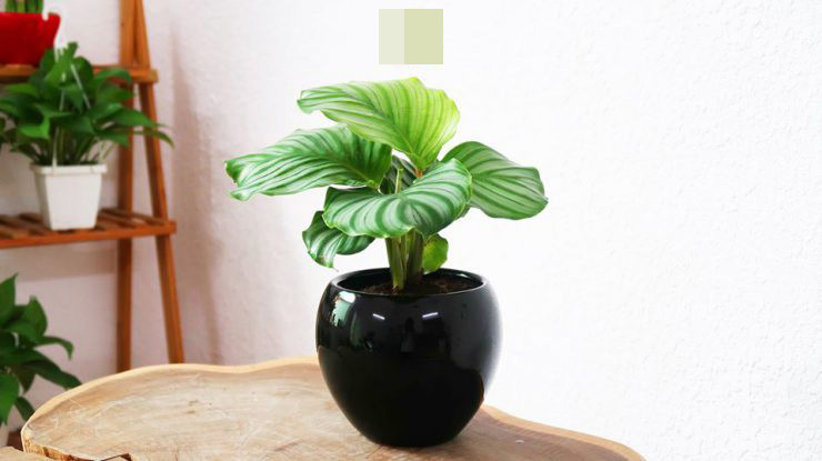 Cây đuôi công hợp mệnh gì? Cây đuôi công hợp mệnh gì?