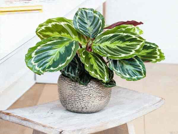 Cây đuôi công đặt ở đâu hợp phong thủy? Cây đuôi công đặt ở đâu hợp phong thủy?