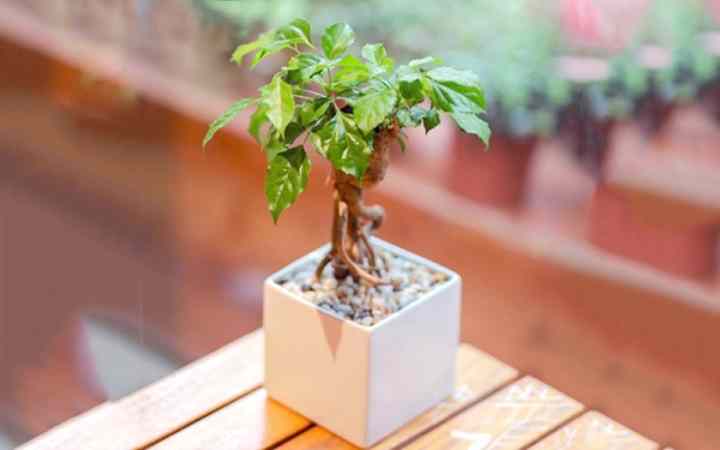 Ý nghĩa phong thủy của cây hạnh phúc