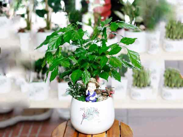 Cây Hạnh Phúc hợp mệnh gì?