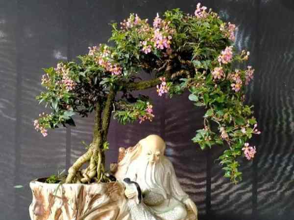 Hồng Ngọc Mai là cây gì?