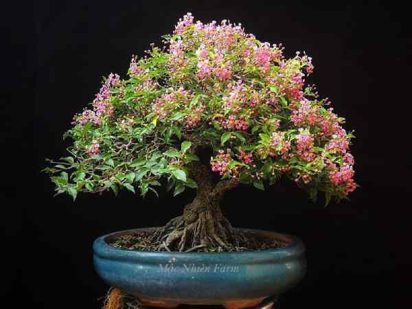  Cây hồng ngọc mai hợp mệnh gì và tuổi gì?