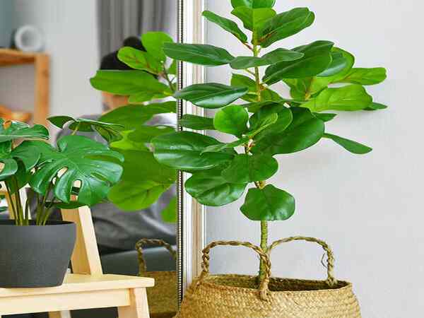 Cây Bàng Singapore hợp mệnh gì?