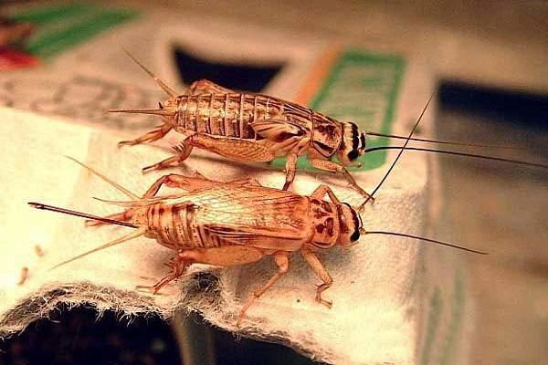 Gặp con dế điềm lành hay dữ?